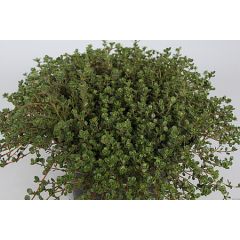 Macierzanka wczesna ' Coccineus'